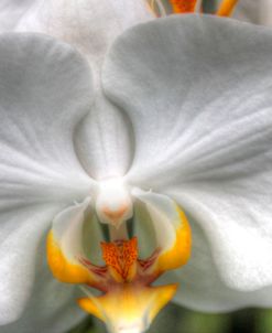 Orchid Detail