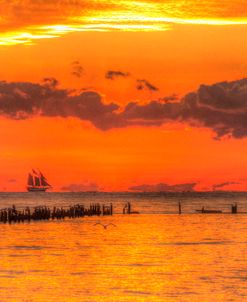 Old Pier And Gull After Sunset