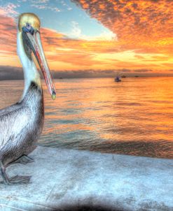Pelican And Fire Sky