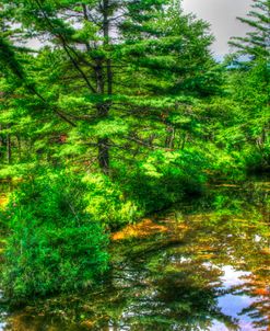 Pine Pond Reflection