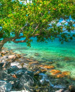 Rocky Shore Tree