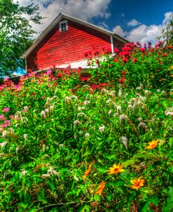Red Barn And Flowers
