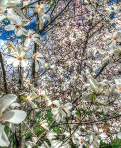 Spring Blossoms