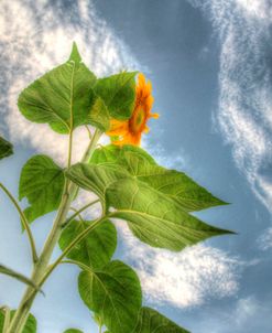 Sunflower Sky