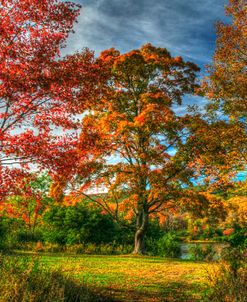 Tillson Lake Trees