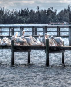 White Pelicans And Piers