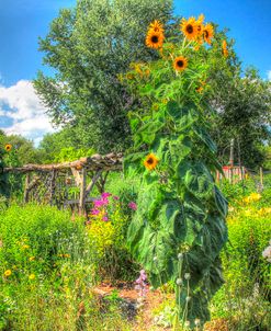 Sunflowers and Garden