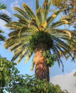 Giant Palm