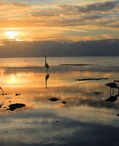 Sea Birds Low Tide