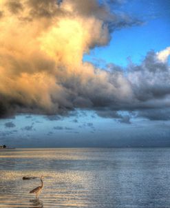 Egret In Water Vertical