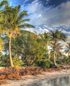 Rest Beach Foliage