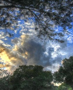 Mixed Tree and Sky