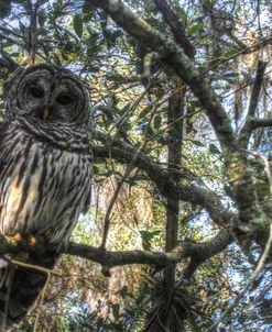 Washington Oaks Owl