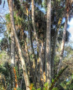 Washington Oaks vertical 2