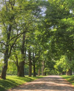 Maple Tree Road