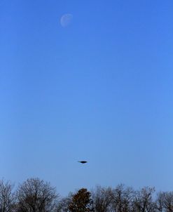 Moon and Lone Bird