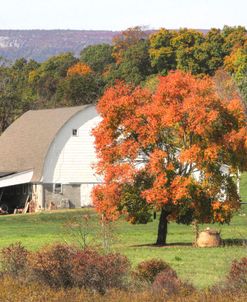 Barn and Orange Tree