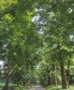 Tree Road Vertical