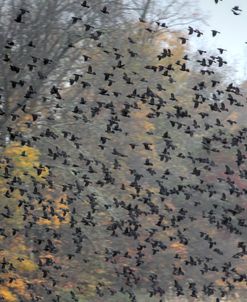 Red Winged Blackbirds