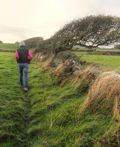 Anglesey Island Wales