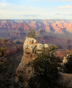 Grand Canyon Tree Pillar