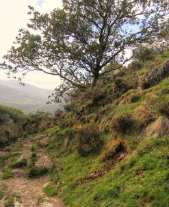 Hillside Path Wales