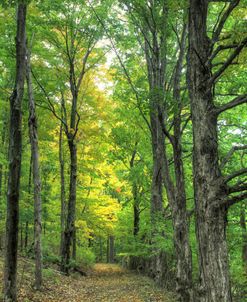 Deep Woods Vertical