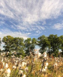 Milkweed Sky