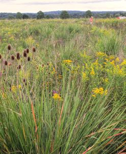 Summer Field