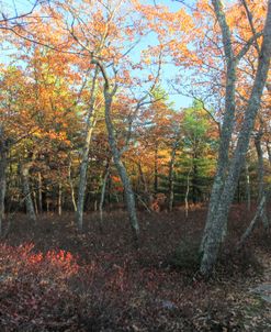 Late afternoon on the Ridge