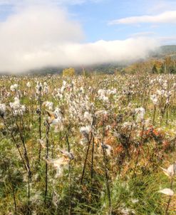 Milkweed and Mountain