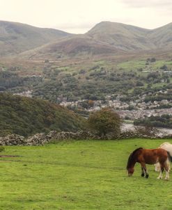 Wales Hillside with Horses