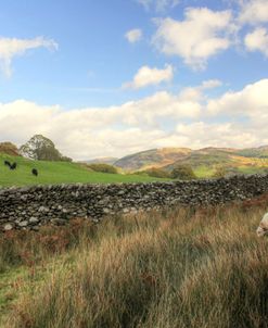 Wales Pasture