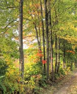 Sunlit Carriage Path