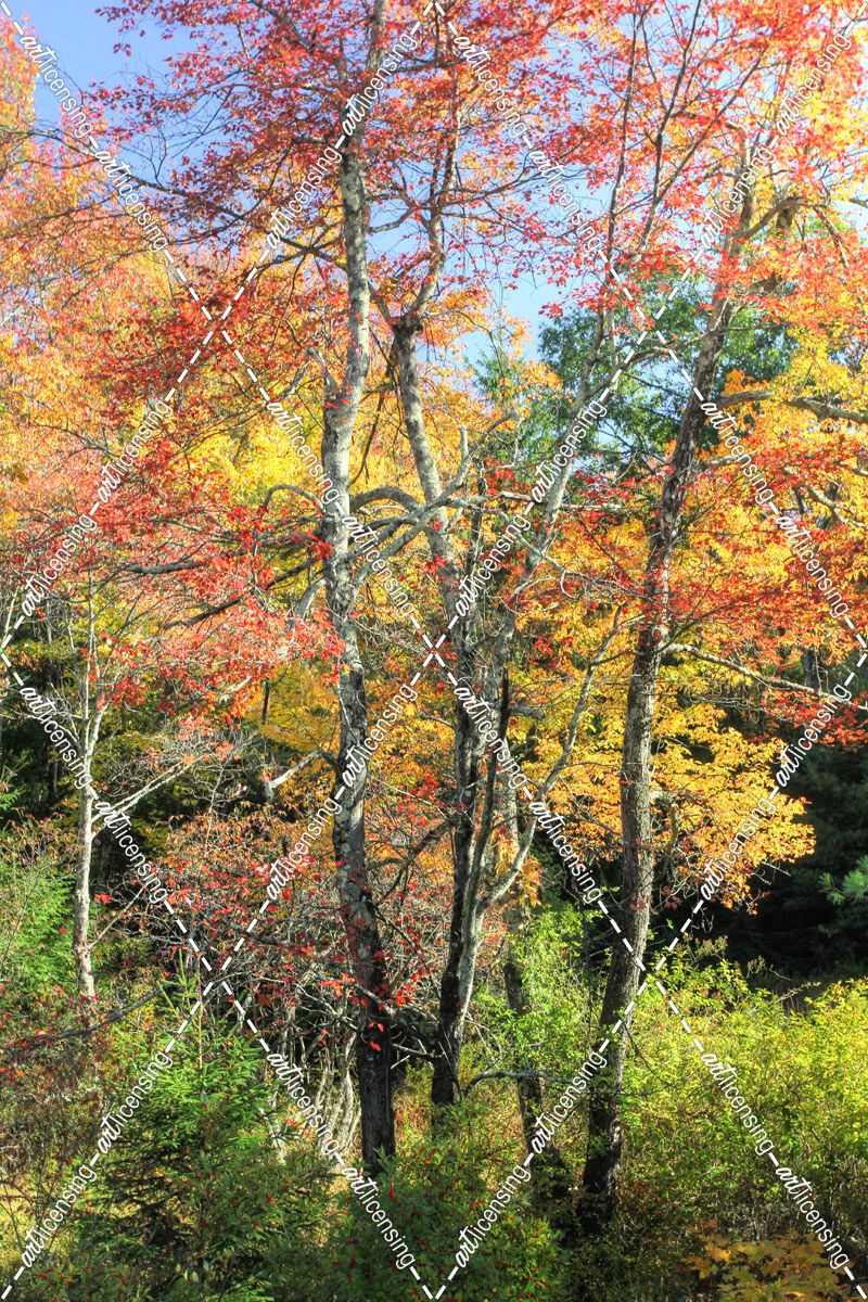 Autumn Tree Cluster Vertical