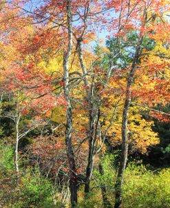 Autumn Tree Cluster Vertical