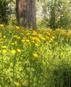 Buttercups And Tree Trunk Horizontal