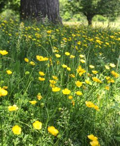 Buttercups And Tree Trunk Vertical