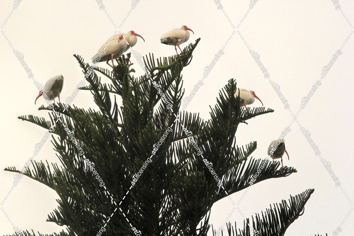 Ibises Perched On Tree Top
