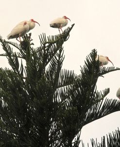 Ibises Perched On Tree Top