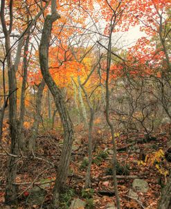 Late Autumn Orange Vertical