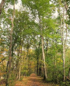 Late Summer Path Through Woods Vertical