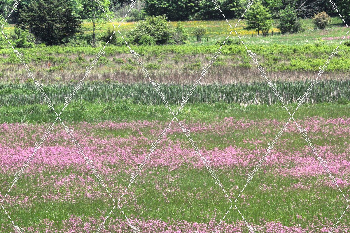 Pink Flowers In Green Field Horizontal
