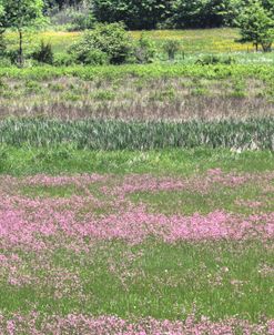 Pink Flowers In Green Field Horizontal