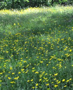 Buttercups And Two Tree Trunks Horizontal