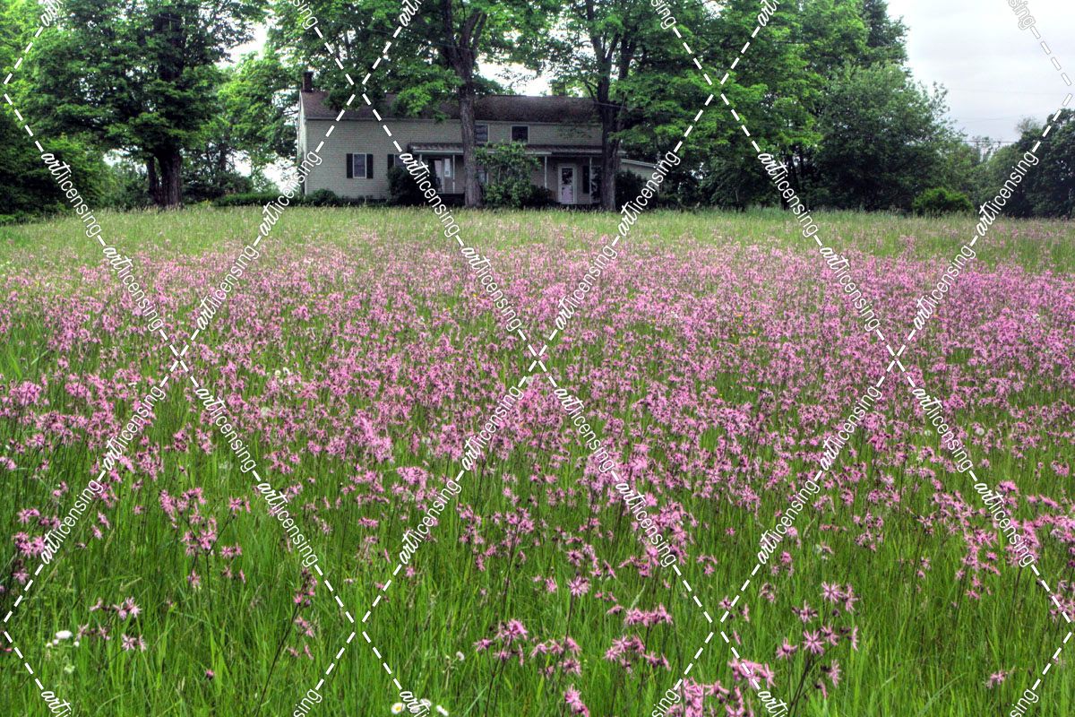 Farmhouse And Pink Meadow