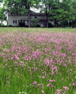 Farmhouse And Pink Meadow