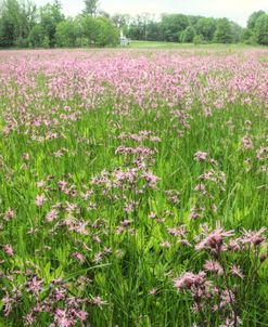 Ragged Robin Flowers And Barn