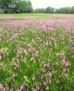 Ragged Robin Flowers And Farmhouse