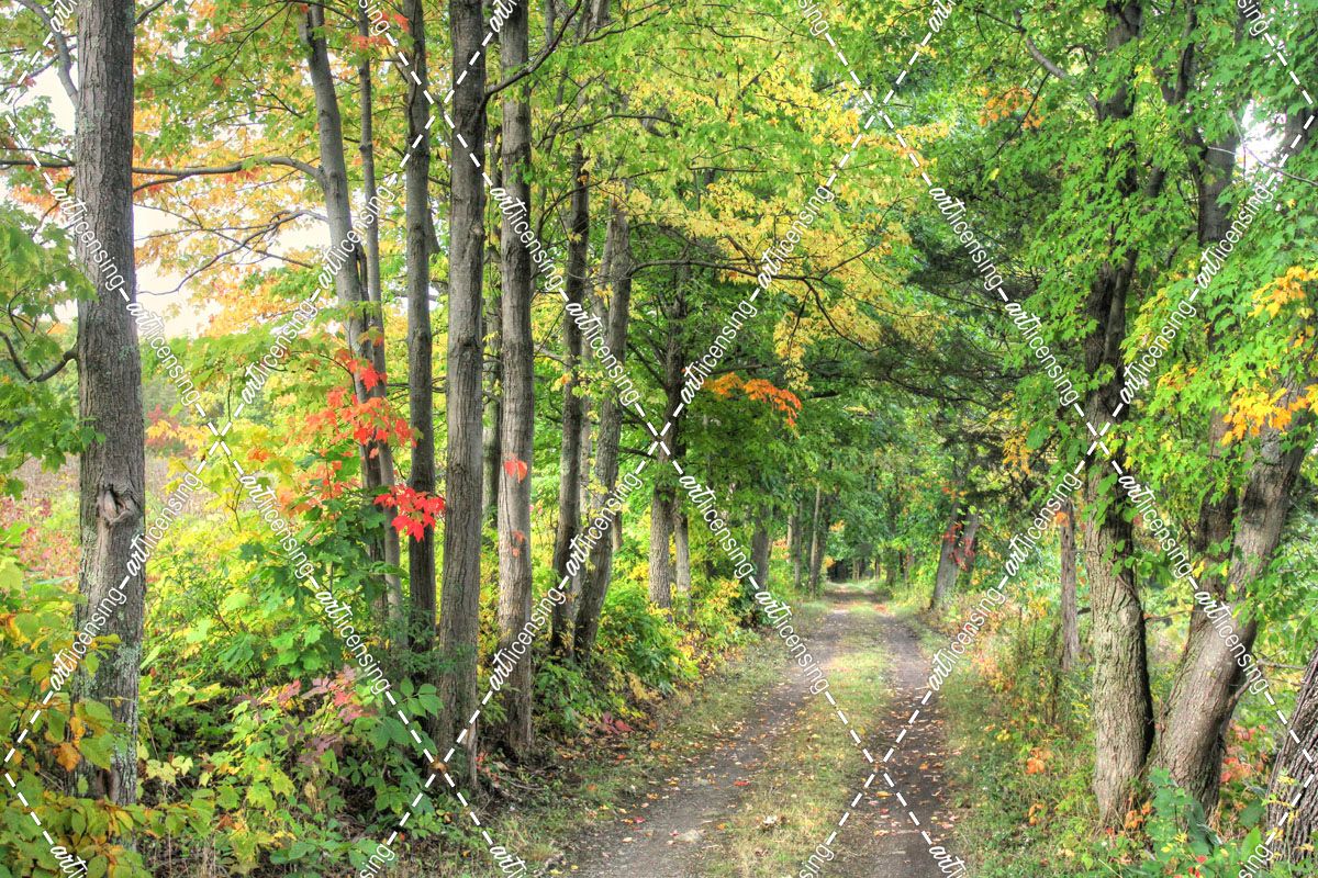 Autumn Carraige Path